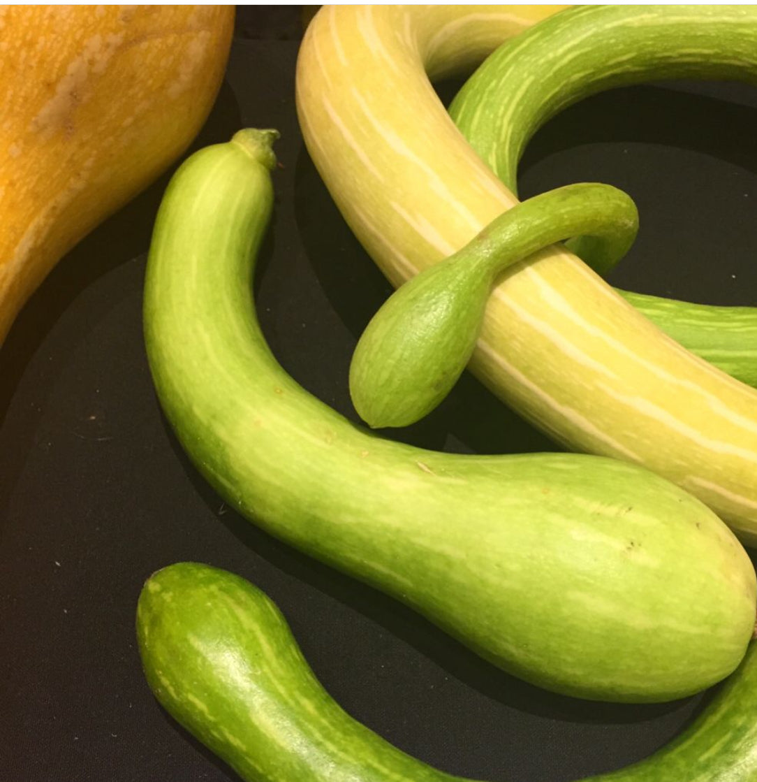 Tromboncino Squash – Orange Pippins