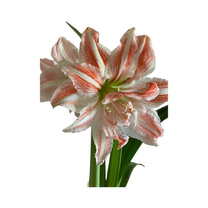 
                  
                    Dancing Queen Exhibition-Size Dutch Amaryllis in Screen-Printed Linen Bag
                  
                