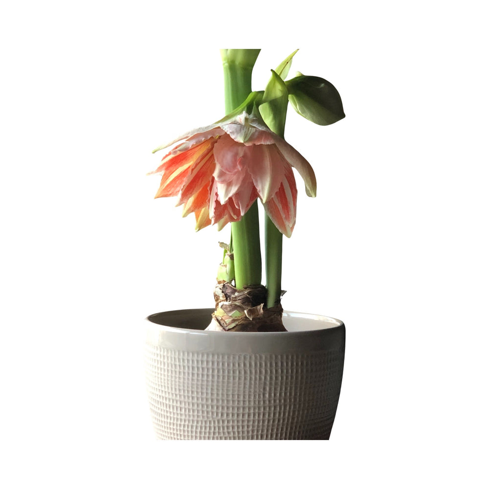 
                  
                    Dancing Queen Exhibition-Size Dutch Amaryllis in Screen-Printed Linen Bag
                  
                