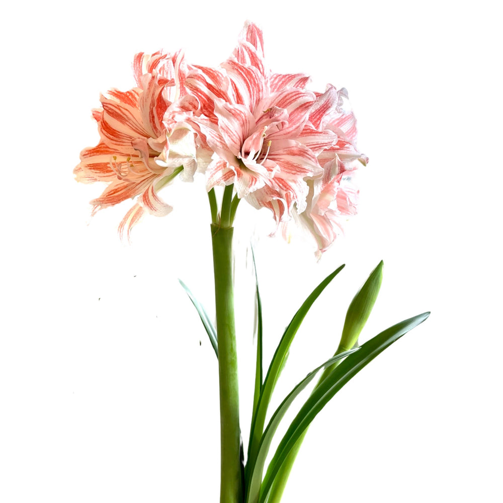Dancing Queen Exhibition-Size Dutch Amaryllis in Screen-Printed Linen Bag