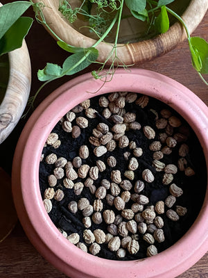 
                  
                    Microgreen Jar--Nasturtium Seeds
                  
                