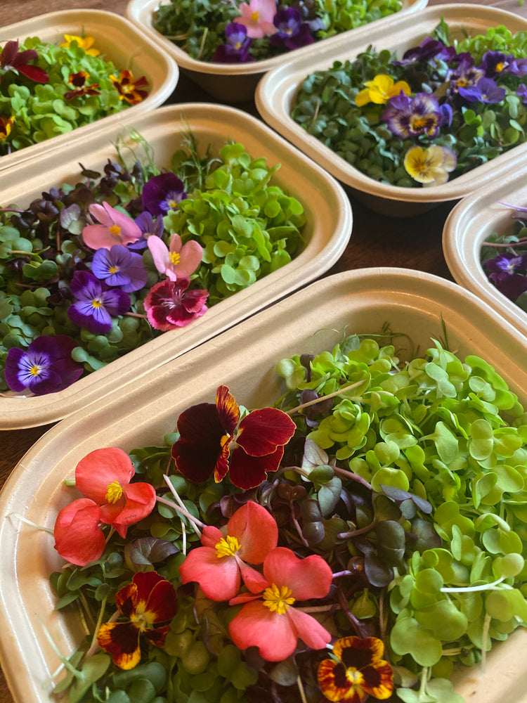 
                  
                    Summer Micro CSA
                  
                