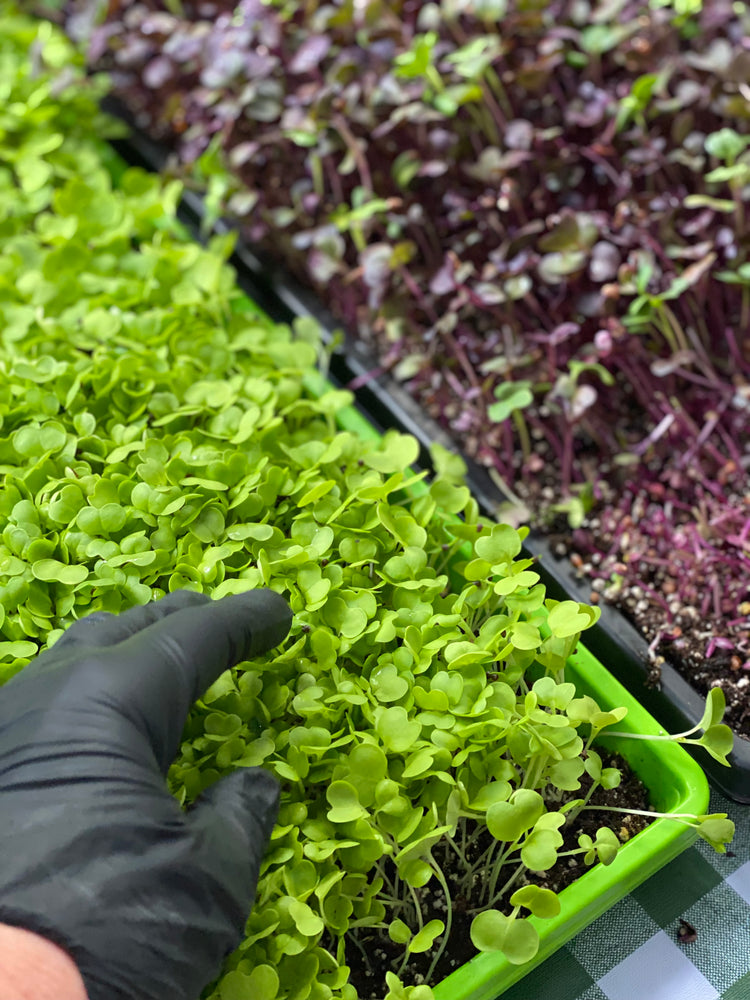 
                  
                    Summer Micro CSA
                  
                