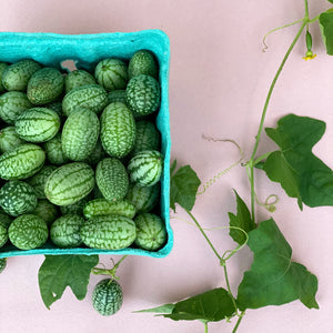 
                  
                    Mouse Melons
                  
                