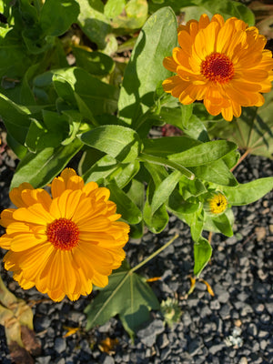 
                  
                    Edible Flowers Gardening Kit
                  
                