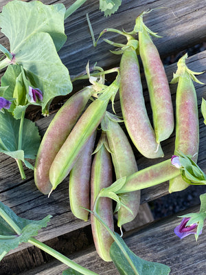 
                  
                    Spring Blush Snap Peas
                  
                