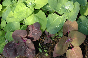 
                  
                    Aurora Orach Mix, Organic
                  
                