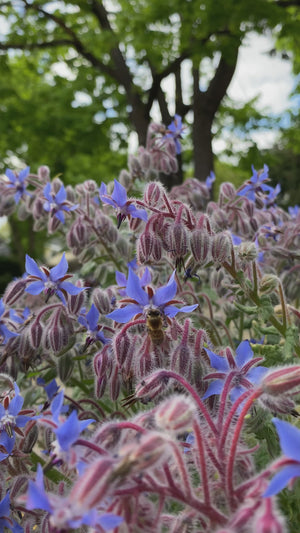 
                  
                    Load and play video in Gallery viewer, Borage, Organic
                  
                